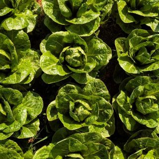 Valley Heart Lettuce Thumbnail